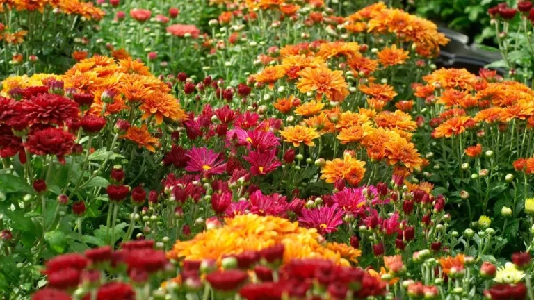10 Tips Om Je Herfstchrysanten In Leven Te Houden Tijdens Het Koudere Seizoen