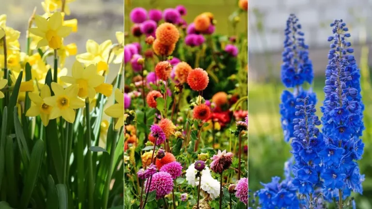 14 Spectaculaire Bloemen Om In Je Tuin Van Te Genieten