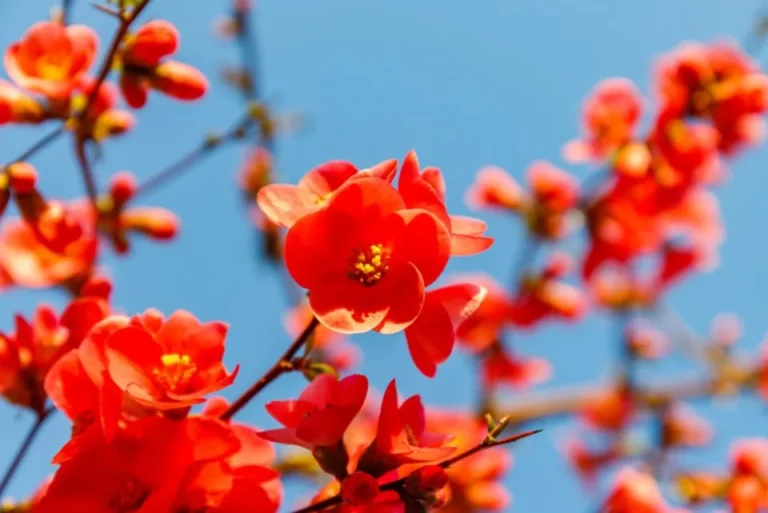 23 Prachtige Rode Bloemen Voor Elk Seizoen