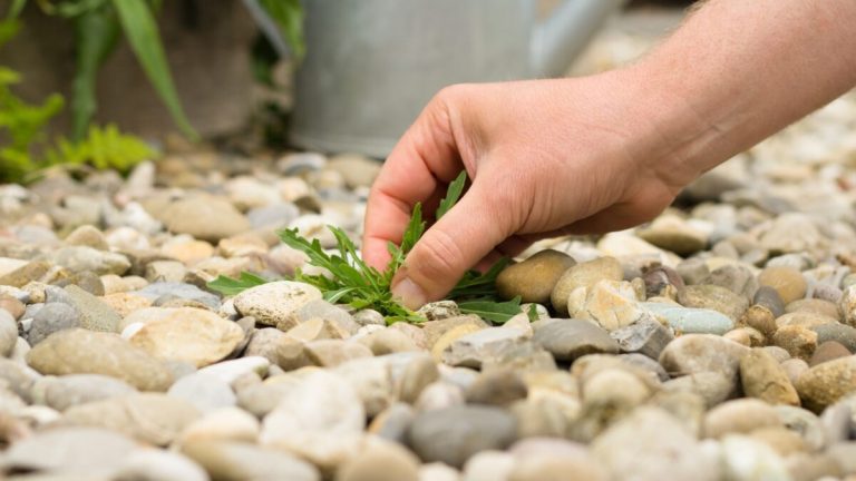 23 Trucs Om Te Voorkomen Dat Er Onkruid In Je Grind Groeit