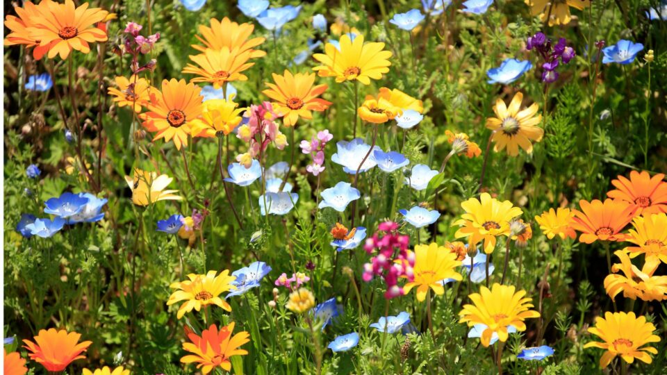 27 Bloemen Die Beginnende Tuiniers Gemakkelijk Uit Zaad Kunnen Kweken