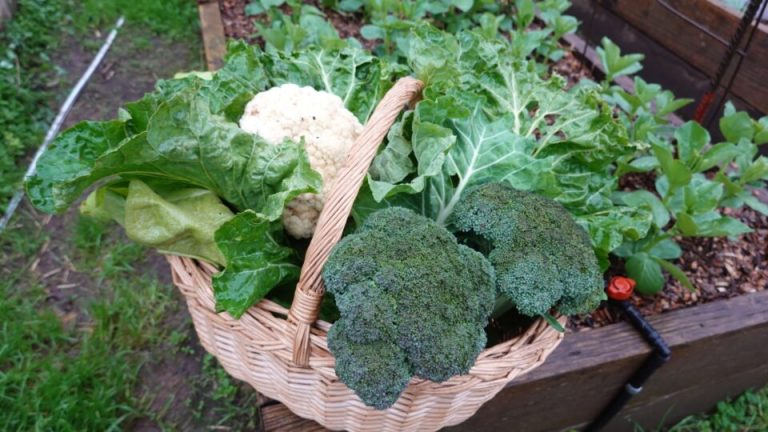 29 Groenten Die Je In Minder Dan 60 Dagen Kunt Kweken