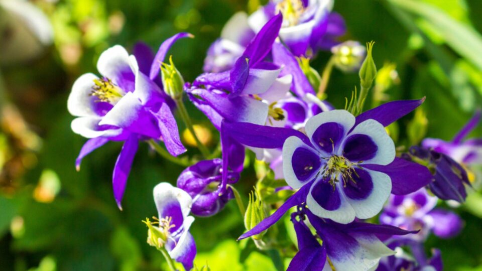 33 Meerjarige Bloemen Die Elk Bloeiseizoen Weer Opkomen