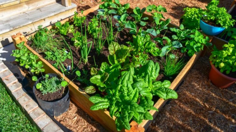 33 Zaden Om In Maart Mee Te Beginnen, Ongeacht Waar Je Woont