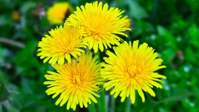 4 Natuurlijke Manieren Om Van Paardenbloemen In Je Tuin Af Te Komen