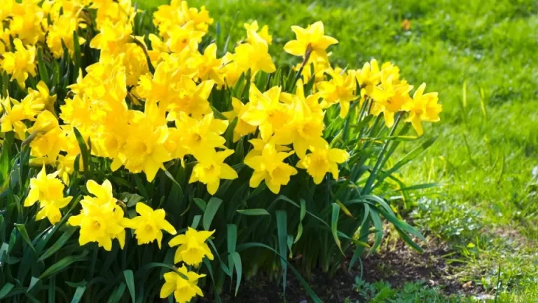 5 Beste Kortere Narcissen Om Nu Voor De Lente Te Planten