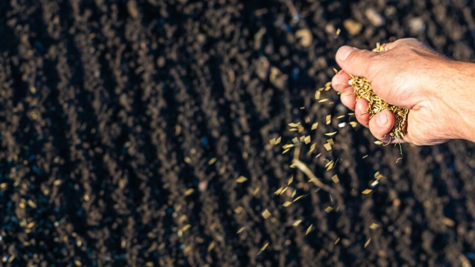 5 Creatieve Manieren Om Oude Graszaden Te Hergebruiken