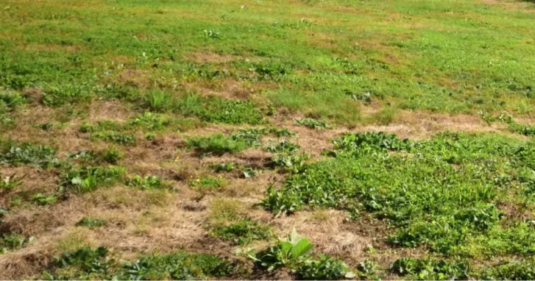 6 Beste Manieren Om Lelijke Kale Plekken In Je Tuin Te Herstellen