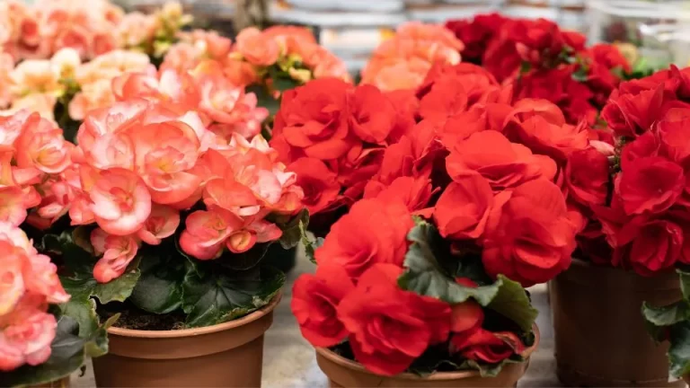 6 Eenvoudig Te Volgen Tips Voor Het Verzorgen Van Begonia’s In Potten