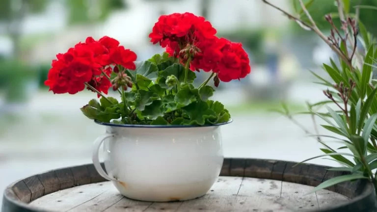 6 Tips Om Geraniums In Potten Te Kweken Als Je Weinig Ruimte Hebt