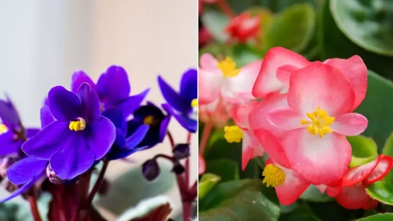 7 Bloemen Die Het Hele Jaar Door Kunnen Bloeien