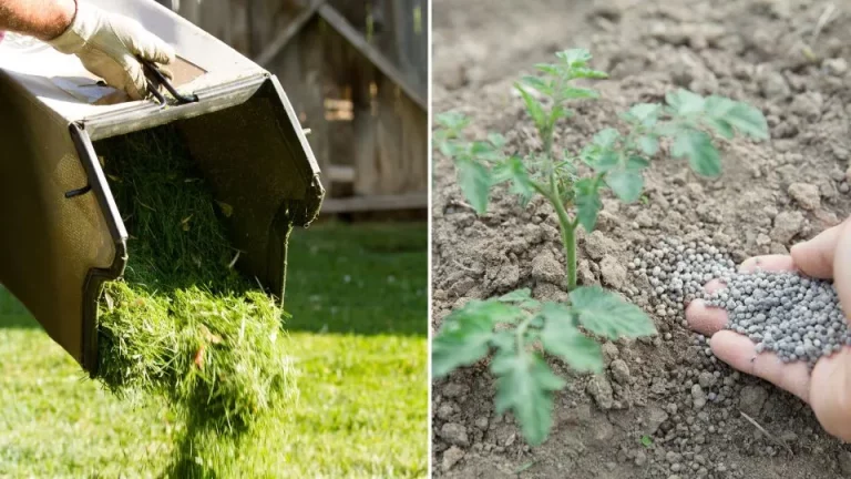 8 Manieren Om Stikstof Aan Je Grond Toe Te Voegen + 3 Mythen Doorbreken