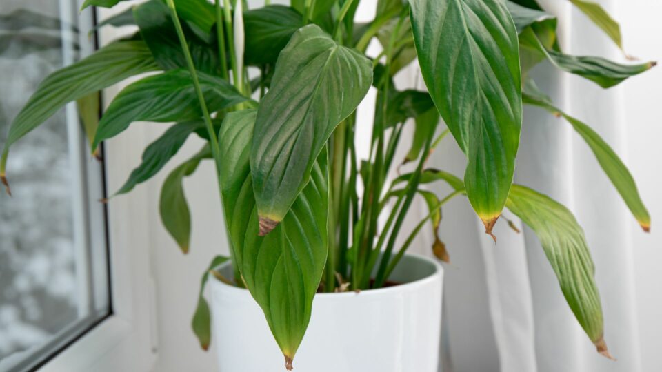 9 Verrassende Oorzaken Van Bruine Randen Bij Planten En Hoe Het Op Te Lossen