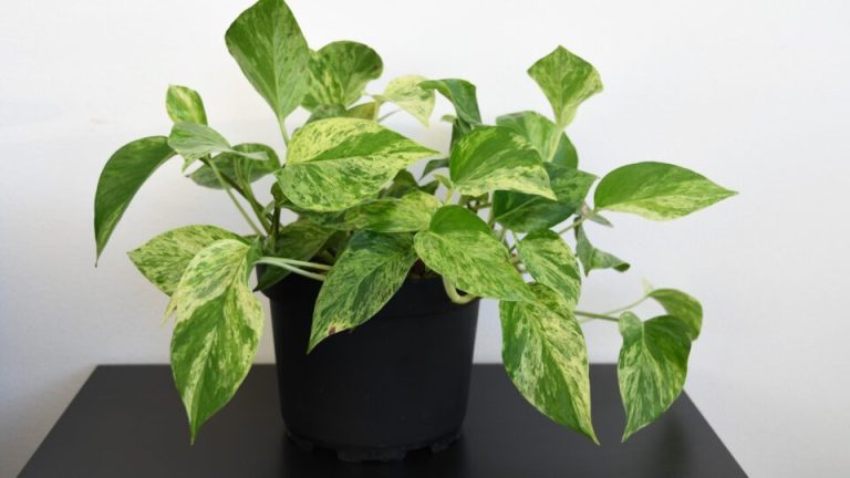 Als Je Je Pothos Wilt Laten Floreren, Ontdek Dan Deze 25 Gouden Kweektips Van Experts