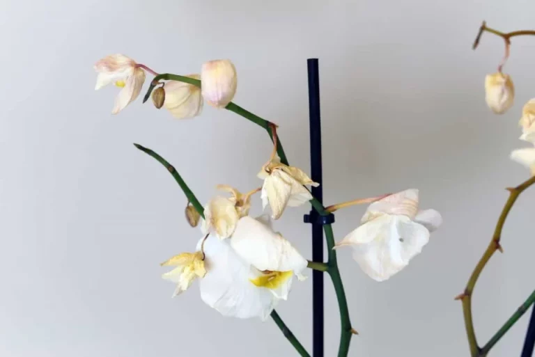 Als Je Orchidee Doodgaat, Dan Zijn Dit De 11 Potentiële Boosdoeners