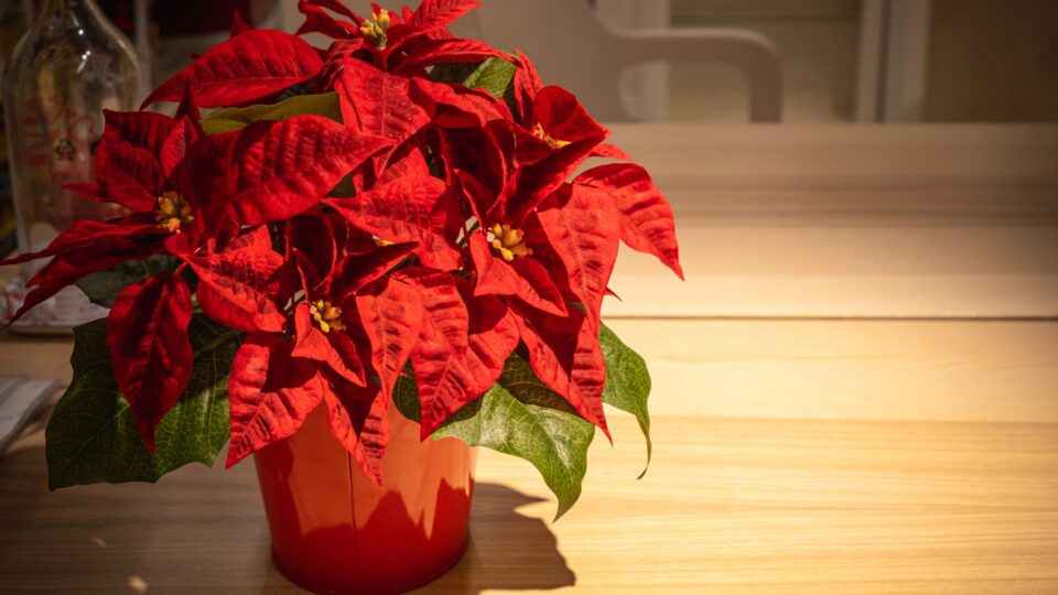 De 4 Belangrijkste Redenen Waarom De Bladeren Van Je Kerstster Eraf Vallen (en Hoe Je Dit Gemakkelijk Kunt Oplossen)
