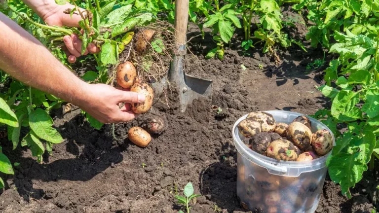 De Belangrijkste Fout Die Iedereen Maakt Bij Het Telen Van Aardappelen