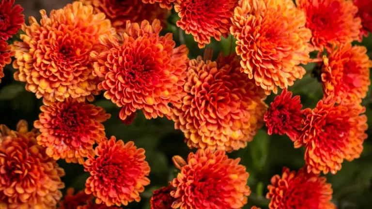 De Beste Tijd Om Herfstchrysanten In Je Tuin Te Planten