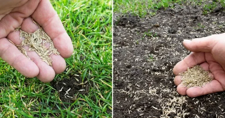 Dit Is Hoe Je Graszaad Op Een Bestaand Gazon Moet Planten Om Het Dikker Te Maken
