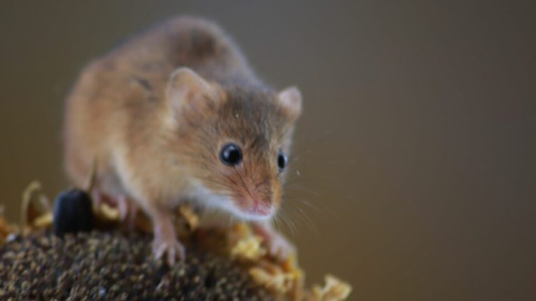 Houdt Je Barbecue Grooving En Houd De Muizen Moving Met Deze Deskundige Tips