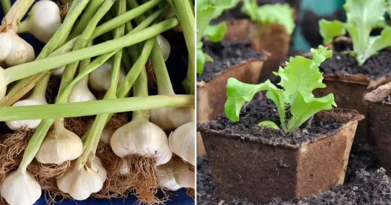 Kweek Deze 10 Soorten Voedsel Het Hele Jaar Door In Emmers En Geniet Van Een Overvloedige Oogst