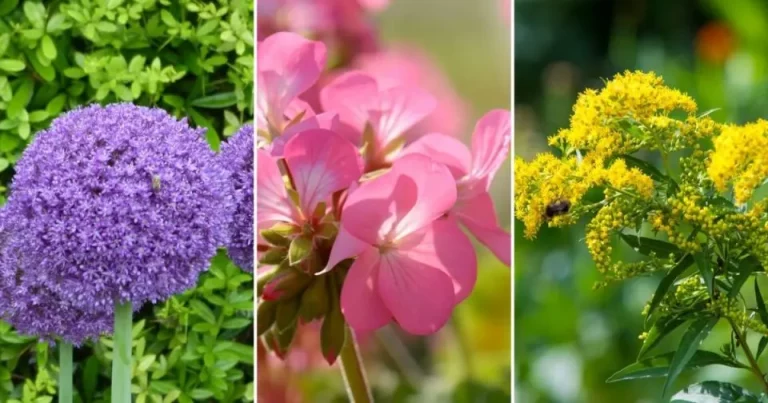 Kweek Deze 13 Planten Om Eekhoorns Uit Je Tuin Te Houden