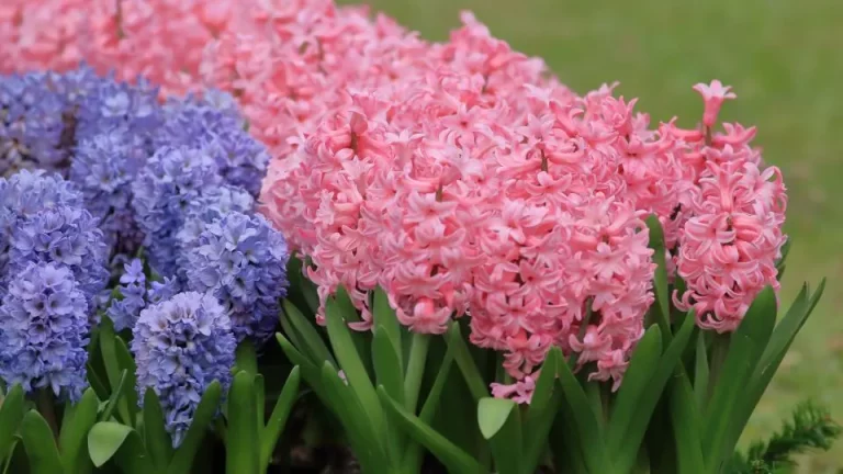 Kweek Hyacinten Op Deze Manier Voor De Mooiste Bloesemweergave Ooit