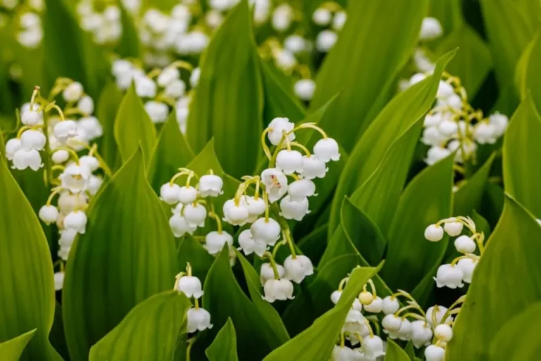 Kweek Op Deze Manier Een Lelietje-van-dalen En Krijg Meer Geurige Bloemen