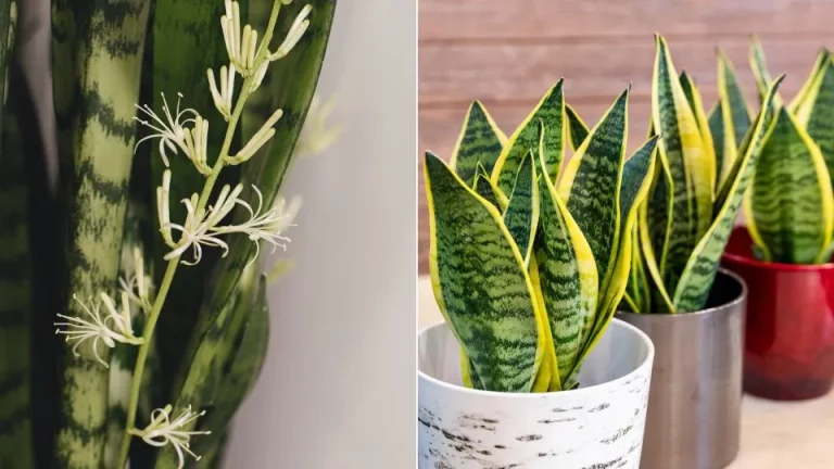 Laat Met Deze 5 Briljante Methoden Je Sansevieria Bloeien