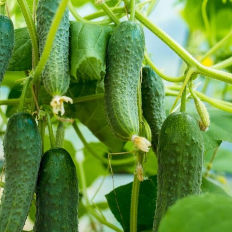 Plant Deze Dingen Naast Komkommers – 27 Perfecte Combinaties Voor Een Groter, Gezonder Gewas