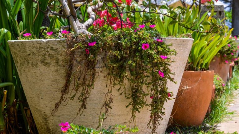 Plant Postelein In Je Tuin En Zie Ze Precies Om 10 Uur 's Ochtends Bloeien