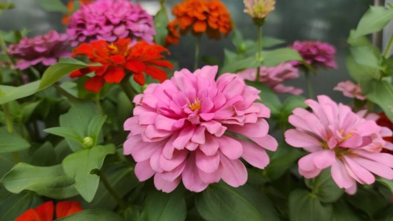 Plant Zinnia’s Op Het Juiste Moment Van Het Jaar En Zie Ze Als Een Gek Bloeien