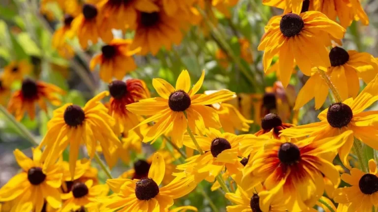 Probeer Deze Eenvoudige Trucs Om Je Prachtige Zonnehoeden Jaar Na Jaar Te Laten Bloeien