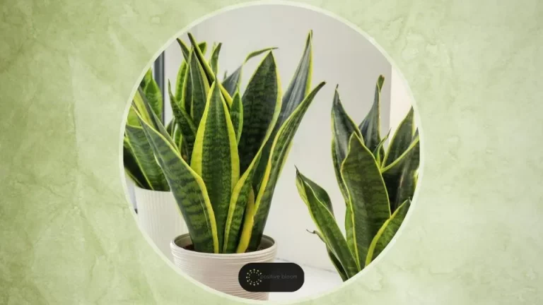 Snoei Je Sansevieria Op Deze Manier En Hij Zal Als Een Gek Groeien