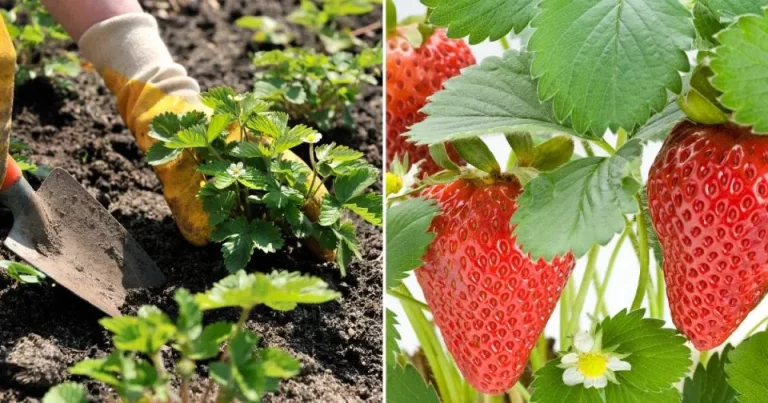 Top 8 Geheimen Om Je Beste Aardbeien Te Kweken