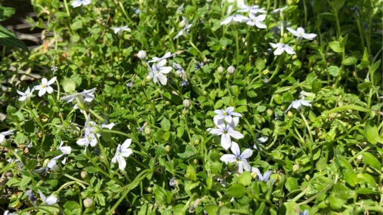 Transformeer Je Gazon In Een Onderhoudsvrije Oase Met Deze Eenvoudige Truc