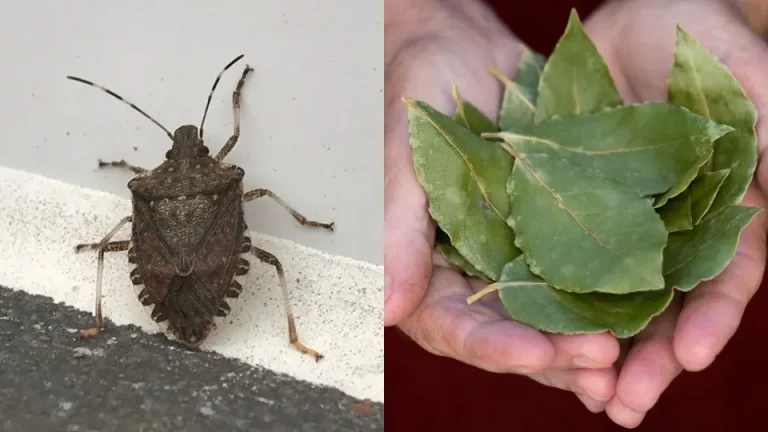 Verwijder Met Dit Wonderkruid Bruingemarmerde Stinkwantsen