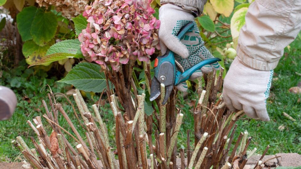 Volg Deze Professionele Tips Voor Het Snoeien Van Hortensia’s En Krijg Meer Boeiende Bloemen