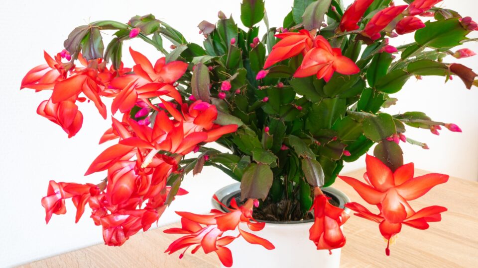 Wanneer Je Je Kerstcactus Moet Bemesten Om In De Winter Een Spectaculaire Kleurweergave Te Krijgen
