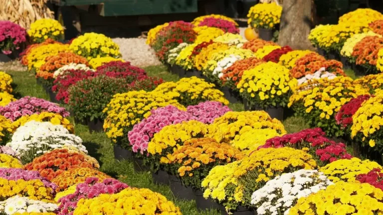 Zijn Chrysanten Vaste Planten + Hoe Ze Te Laten Groeien