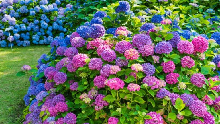 Zorg Er Met Deze 25 Bemestingstips Voor Het Voorjaar Voor Dat Je Hortensia's Het Hele Seizoen Lang Indruk Maken