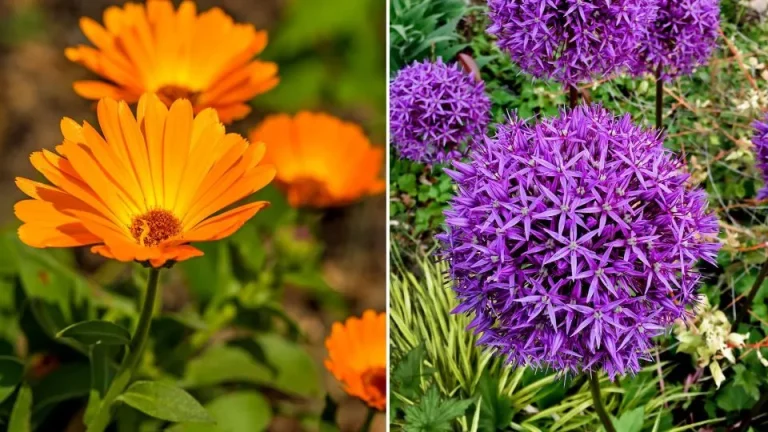 10 Fantastische Planten Om Samen Met Radijsjes Te Planten