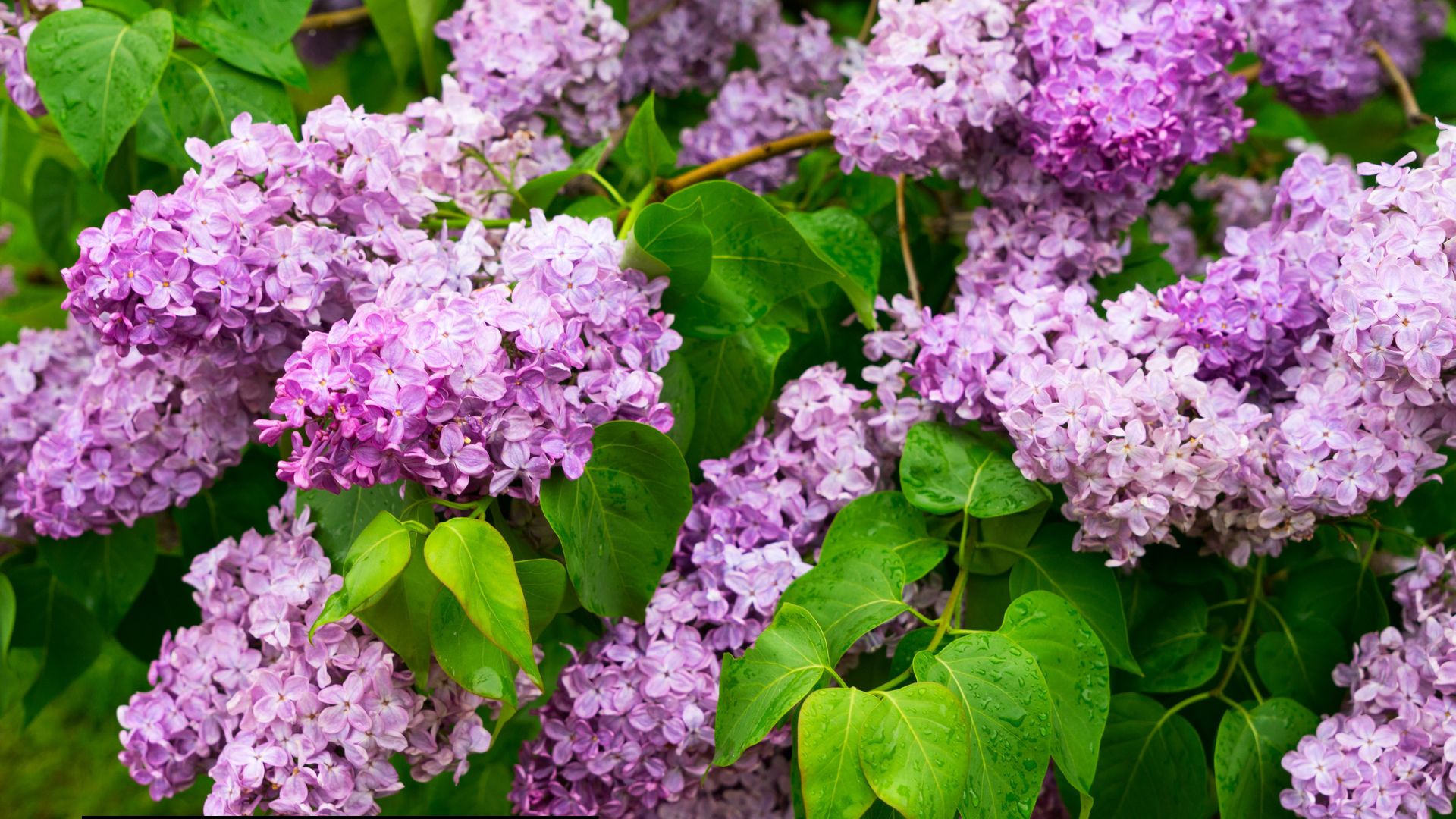 10 Kweek Blunders Voor Seringen Die Je Voor Een Tuin Vol Met Bloemen Moet Vermijden