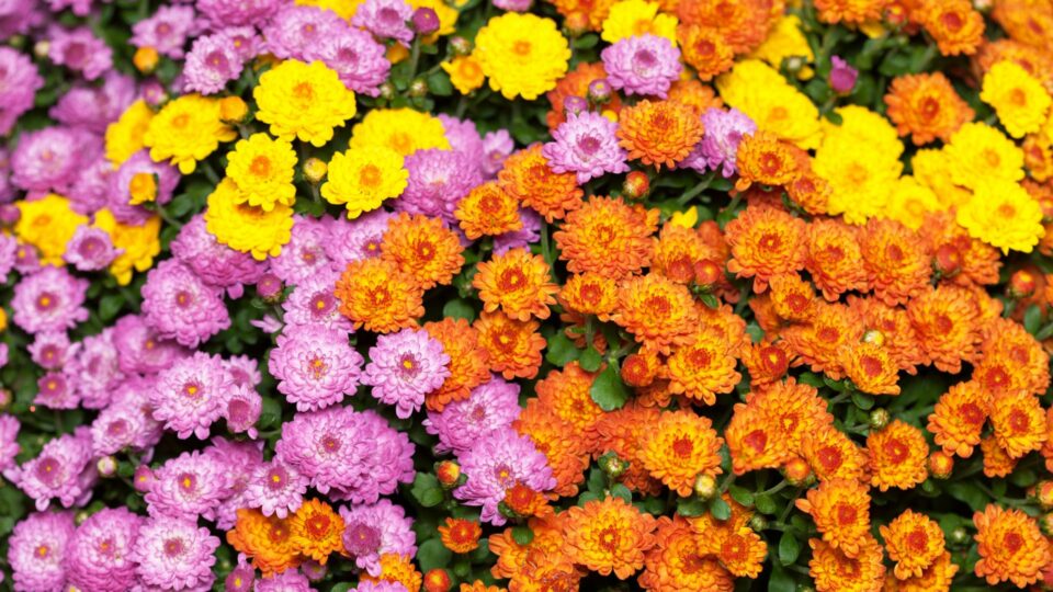 13 Perfecte Gezelschapsplanten Om Je Chrysanten Te Laten Bloeien En Stralen