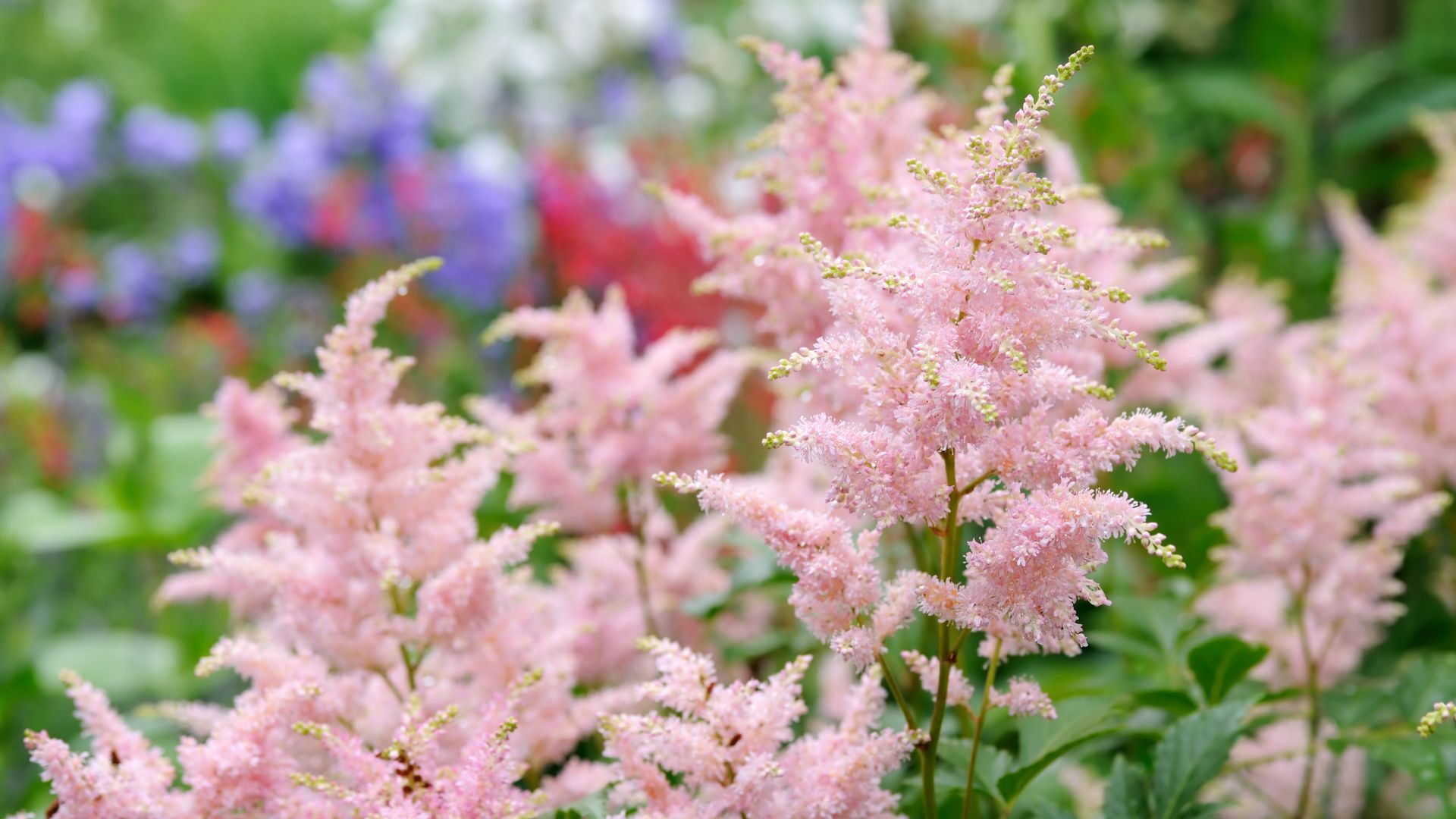 15 Beste Astilbes Voor Schaduwtuinen Die Je Dit Voorjaar Moet Planten (en 2 Waar Je Misschien Spijt Van Krijgt)