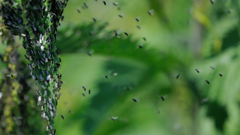 15 Bewezen Manieren Om Voorgoed Van Muggen In Je Tuin Af Te Komen