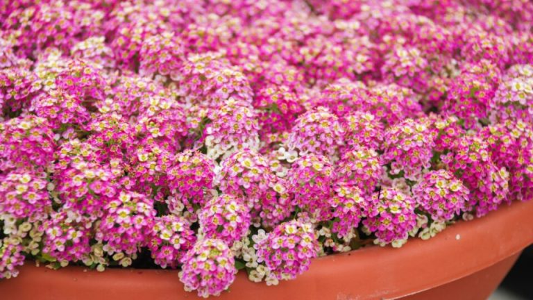 16 Goedkope Bloemen Die Van Je Tuin Een Showstopper Zullen Maken