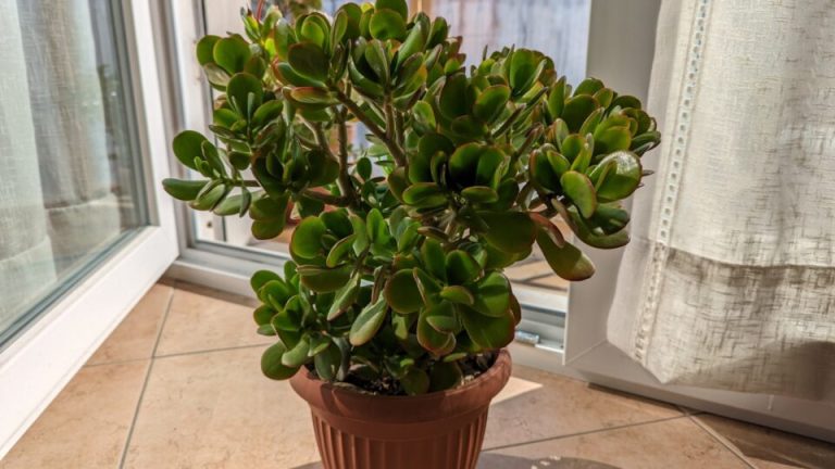 16 Planten Die Geluk En Positieve Energie In Je Huis Brengen