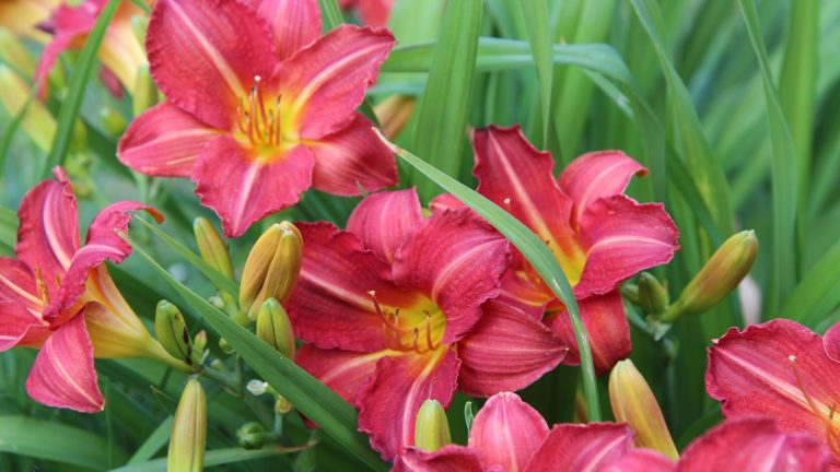 19 Planten Die Jaar Na Jaar Steeds Sterker Terugkomen