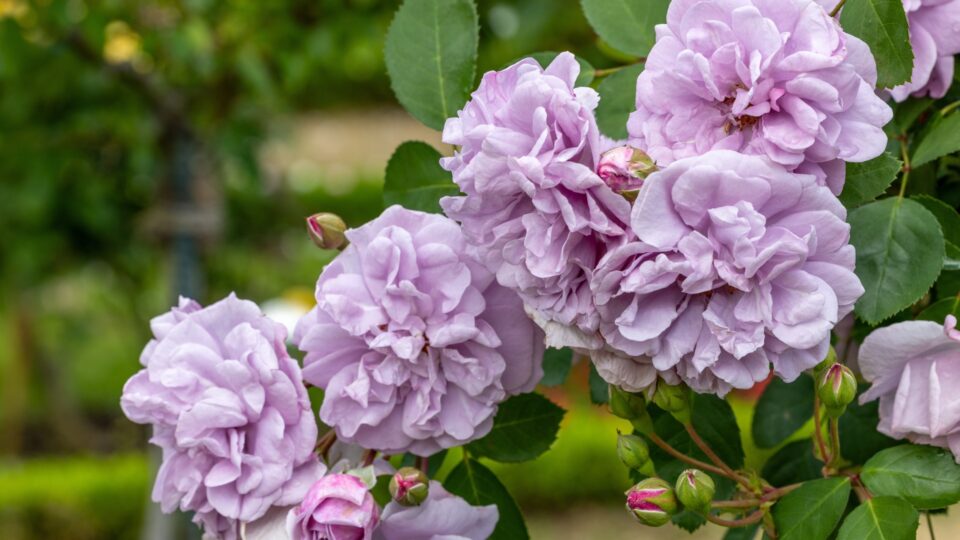 20 Bloemen Die Het Hele Seizoen Van Kleur Veranderen